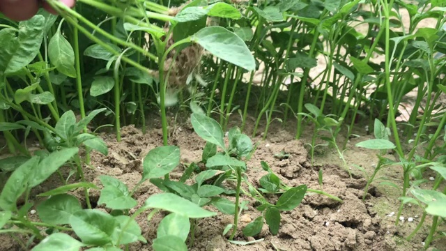 苋菜从地根植物中采摘，土壤喷溅