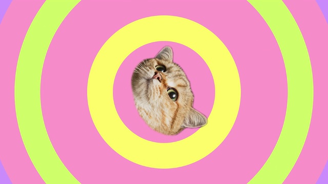 旋转头猫在彩色背景与移动的圆圈，视频动画。