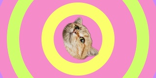 旋转头猫在彩色背景与移动的圆圈，视频动画。