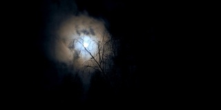 夜晚的满月和快速移动的云在树木的黑暗背景上。