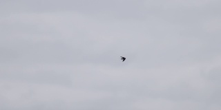 燕子在多云的天空飞翔的慢镜头