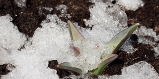 花在雪下生长的时间流逝