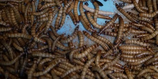 许多甲虫幼虫在容器中爬行。在市场上的容器底部爬行的食物准备用的小活粉虫