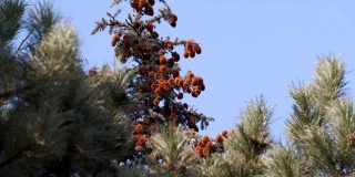 常青树顶部与棕色球果自然背景健康的生活方式