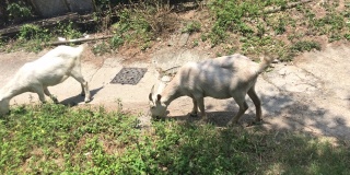 两只山羊在香港郊外的水泥小路上吃草