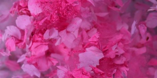 粉红色的粉末和玫瑰花瓣令人印象深刻地爆炸