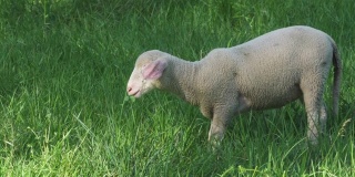 羊在草地上吃草