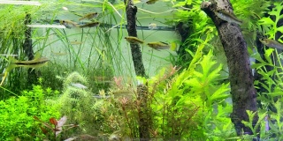 鱼缸与真实环境的植被模拟
