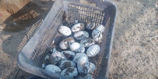 人们把鳄鱼蛋从洞窝里取出，放进一个塑料篮子里