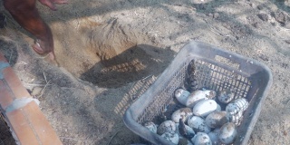 人们把鳄鱼蛋从洞窝里取出，放进一个塑料篮子里
