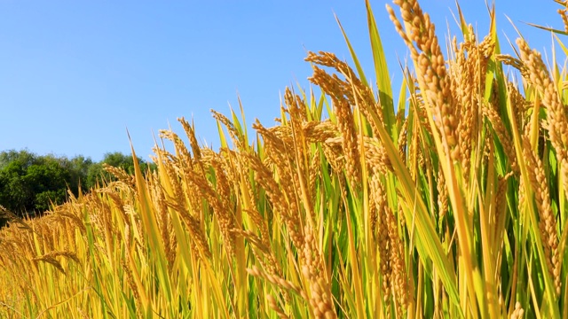 成熟的稻子在农村的农场里，秋收的季节。