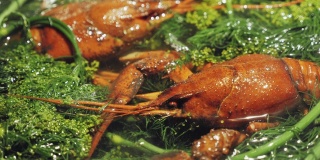 红小龙虾在水里煮，加入莳萝和盐