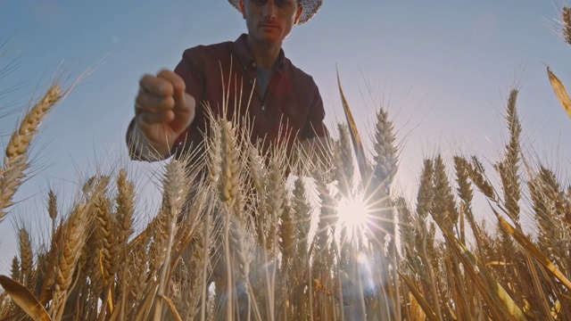 一名农民在田间对小麦进行质量控制