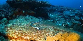 有条纹的海蛇在珊瑚礁中游动