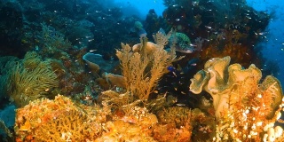 硬珊瑚和软珊瑚群被小鱼包围