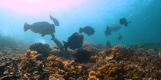 一群撞头鹦嘴鱼游过珊瑚礁，前面是一群小鱼