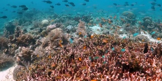 游过一个有很多种类的鱼游过的珊瑚礁