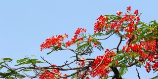 火焰树随风移动，夏天的花，红色的颜色自然。