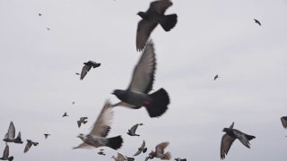 一群野鸽子在海岸上起飞视频素材模板下载