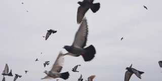 一群野鸽子在海岸上起飞