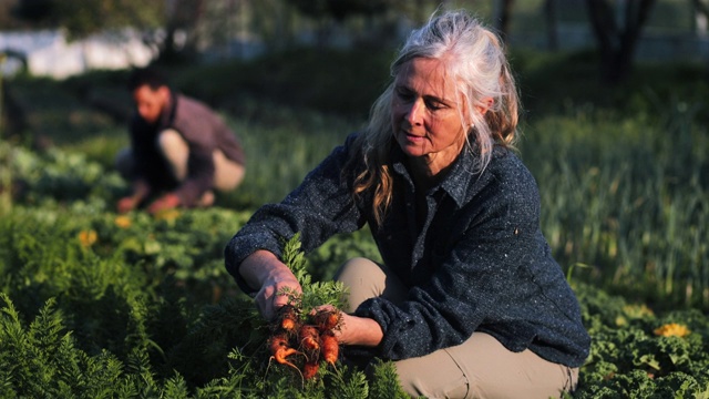 近距离观察高级白人妇女在有机农场采摘小胡萝卜