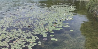 倾斜显示绿色的百合花瓣和白色的荷花在一个绿色的池塘