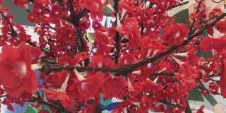 那棵开着红花的树。多莉在美丽的花室内