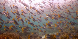 一大群热带鱼游过五彩斑斓的珊瑚礁