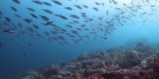 鱼群在暗礁上被追逐