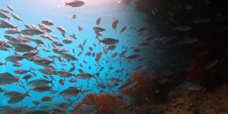 一群小鱼游过柔软的红海扇子