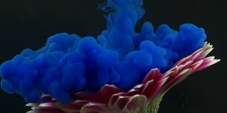 非洲菊花和蓝色墨水水下