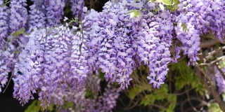 茂密的紫藤攀缘植物紫罗兰花簇在温和的风