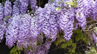 茂密的紫藤攀缘植物紫罗兰花簇在温和的风视频素材模板下载