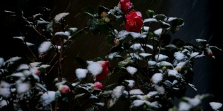 雪花落在树叶上，慢动作，玫瑰