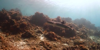 白鳍鲨沿着珊瑚墙游泳，金色的阳光透过水面