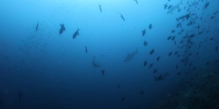 灰礁鲨成群结队地捕食小鱼