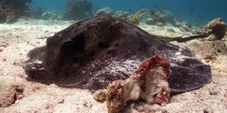 斑点黄貂鱼栖息在沙质海床上