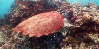 珊瑚礁上的玳瑁海龟，背景是潜水员