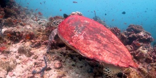 玳瑁海龟游过珊瑚