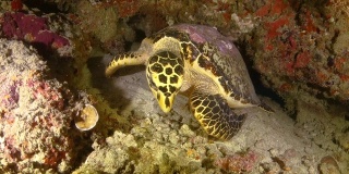 晚上在珊瑚下休息的玳瑁海龟