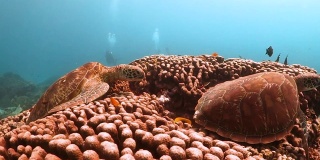 一对绿海龟在珊瑚上休息，背景是潜水员