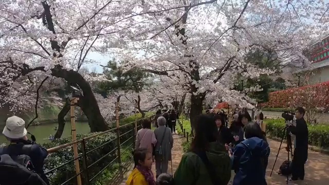 游客和当地人正在东京千鸟渊运河观赏樱花。