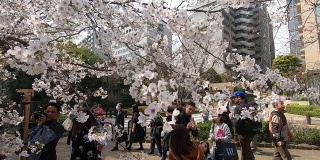 游客和当地人正在东京千鸟渊运河观赏樱花。