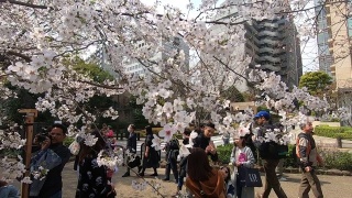 游客和当地人正在东京千鸟渊运河观赏樱花。视频素材模板下载