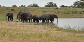 象群在萨比沙漠狩猎保护区南部