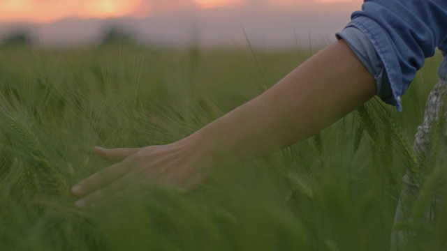 中年妇女抚摸着绿色的小麦穿过田野
