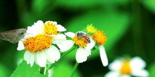 蜜蜂和蝴蝶从花中寻找花蜜