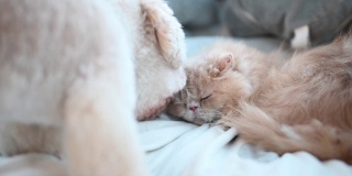 一只玩具狮子狗在床上舔着一只猫交朋友，而猫却不理会那只讨厌的小狗