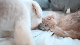 一只玩具狮子狗在床上舔着一只猫交朋友，而猫却不理会那只讨厌的小狗视频素材模板下载