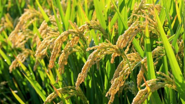 成熟的稻子在农村的农场里，秋收的季节。